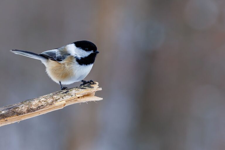 Beginner Tips for Backyard Birdwatching: A Simple Guide to Getting Started